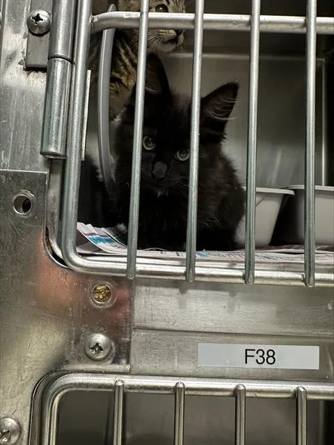 A baby small-sized male Domestic Long Hair cat named Willow for adoption in Santa Cruz, CA