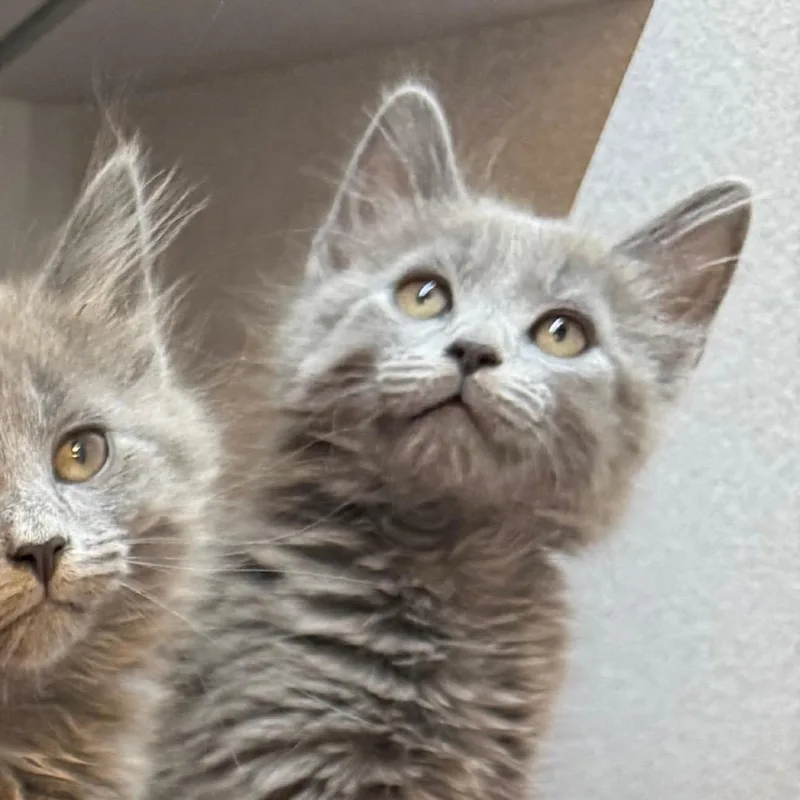 A baby small-sized female Domestic Long Hair cat named Reuben for adoption in Pittsburgh, PA