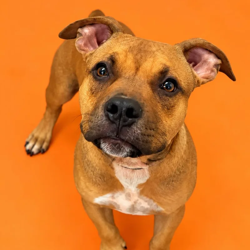 A baby medium-sized male Brown / Chocolate English Bulldog dog named Chucky for adoption in Concord, NC