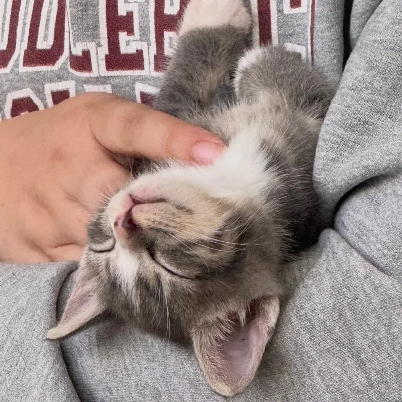 A baby small-sized male Gray / Blue / Silver Domestic Short Hair cat named Harvey Dent for adoption in Tustin, CA