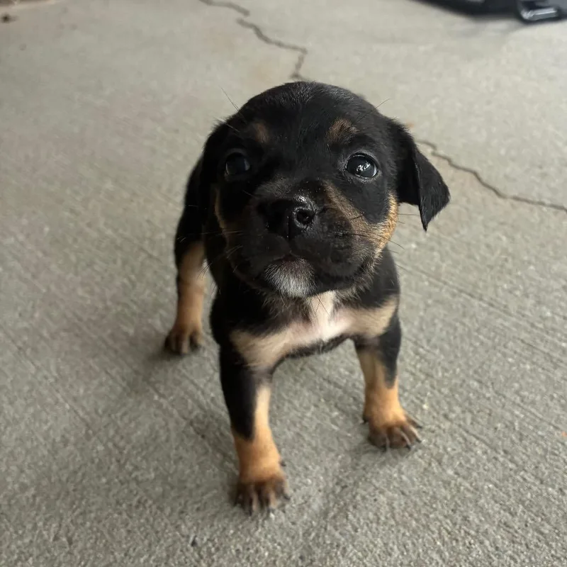 A baby small-sized female Black Mixed Breed dog named Rabbit for adoption in Pensacola, FL