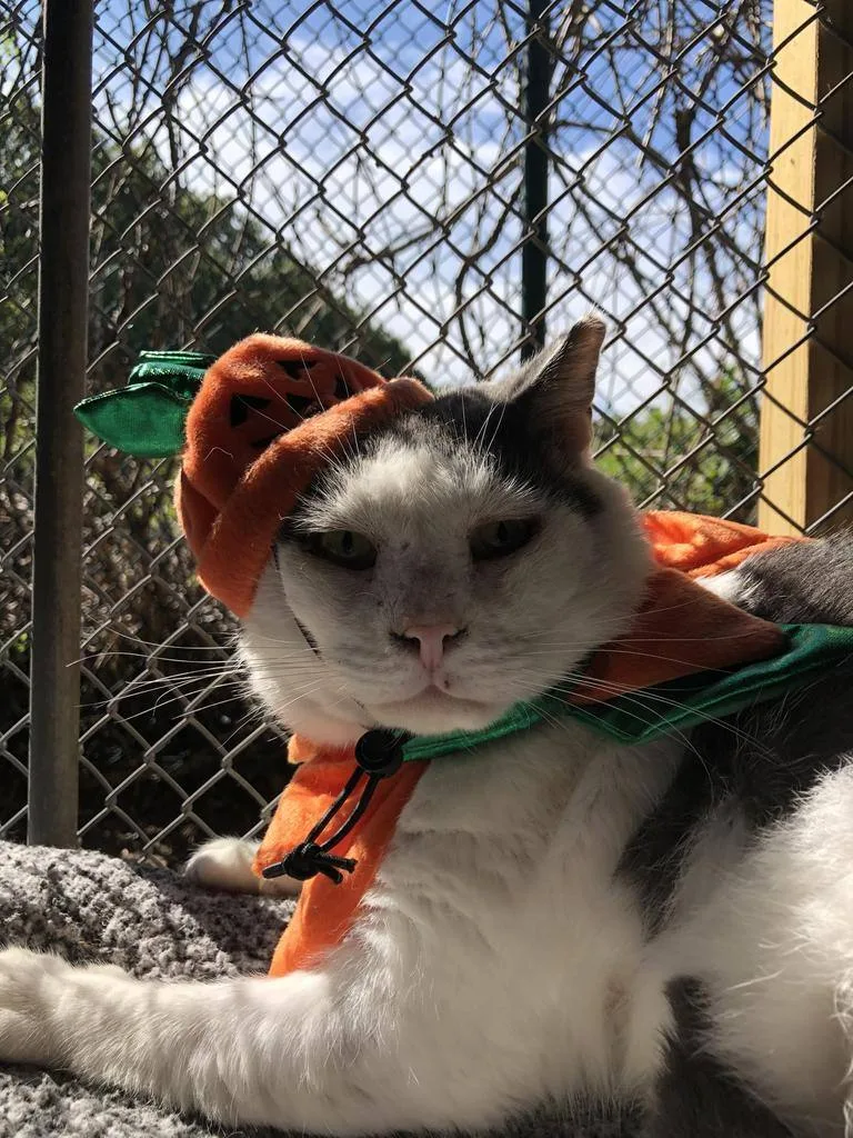 Meatball thumbnail 2