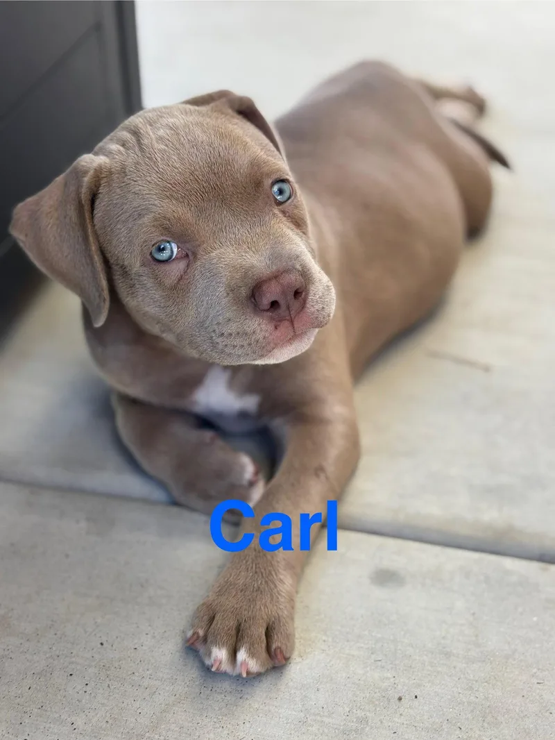 A baby medium-sized male American Staffordshire Terrier dog named Dolly's Dreamers Carl for adoption in San Diego, CA
