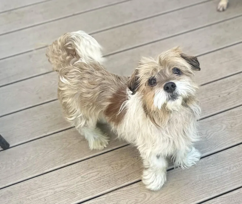 Rye