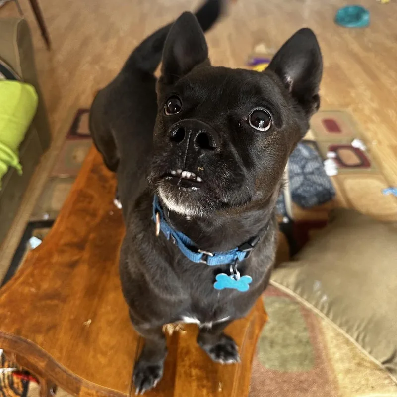 An adult medium-sized male Black Shih Tzu dog named Osso for adoption in Branford, CT