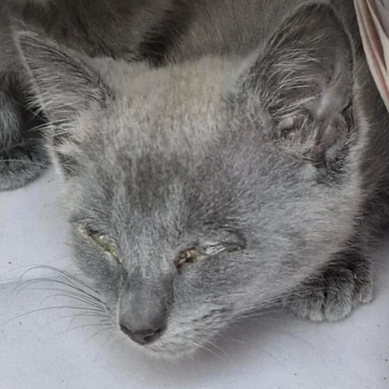 A baby small-sized female Gray / Blue / Silver Domestic Short Hair cat named Marley for adoption in San Antonio, TX