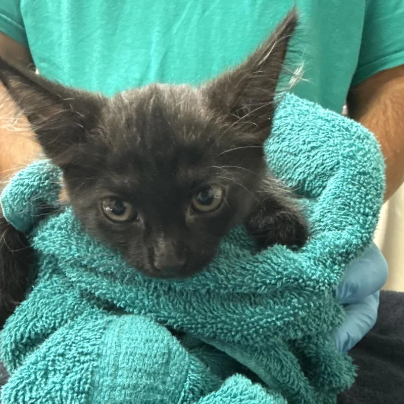 A baby small-sized female Black Domestic Medium Hair cat named Meowth for adoption in Lakeland, FL