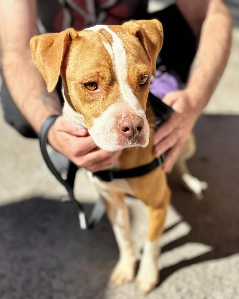 A young medium-sized female Boxer dog named Constance for adoption in New York, NY