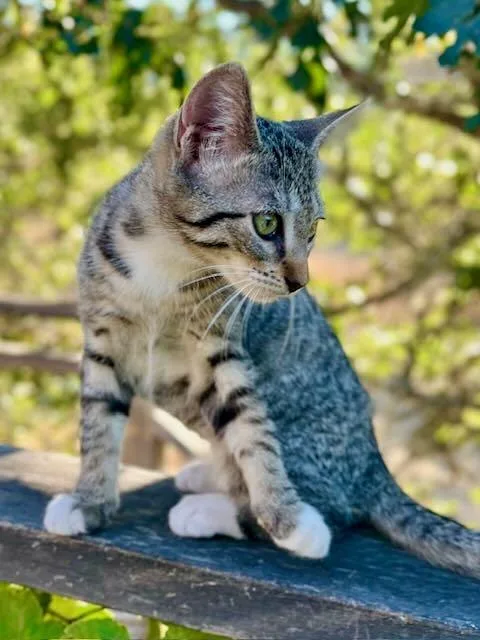 A baby medium-sized female Tabby (Buff / Tan / Fawn) Tabby cat named Lily & Cloud for adoption in The Dalles, OR