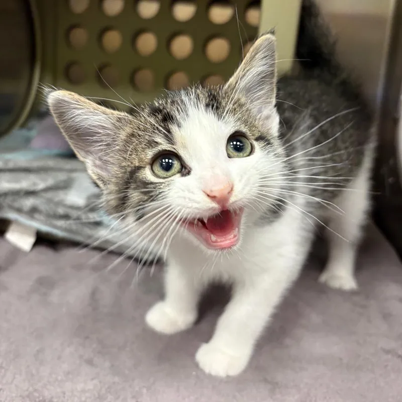 A baby small-sized male Brown / Chocolate Domestic Short Hair cat named Colby Jack for adoption in Keizer, OR