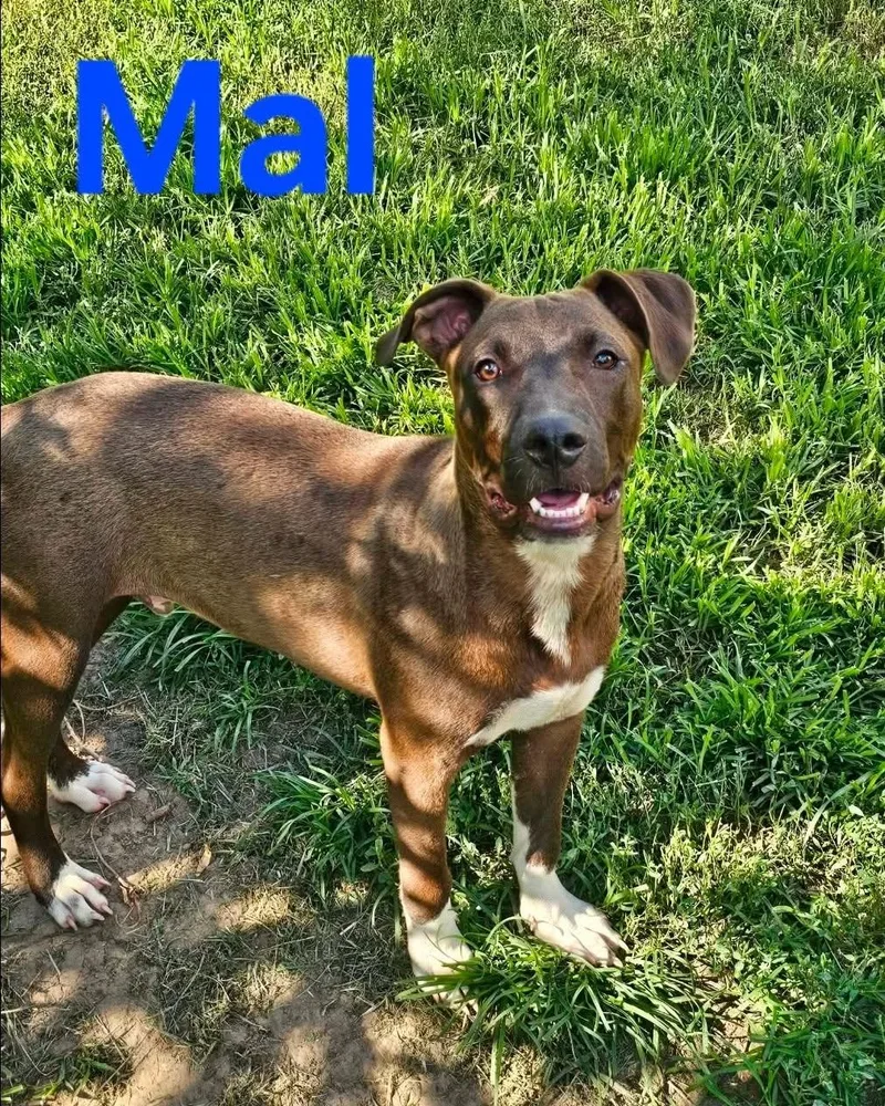 Mal