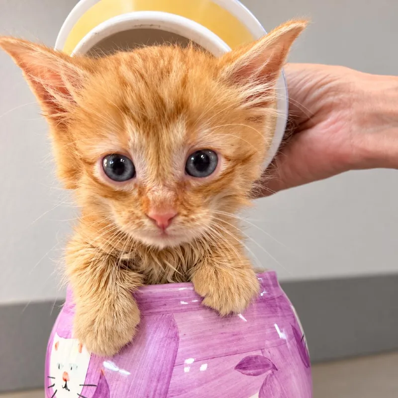 A baby small-sized male Domestic Medium Hair cat named Spongebob for adoption in Commerce City, CO