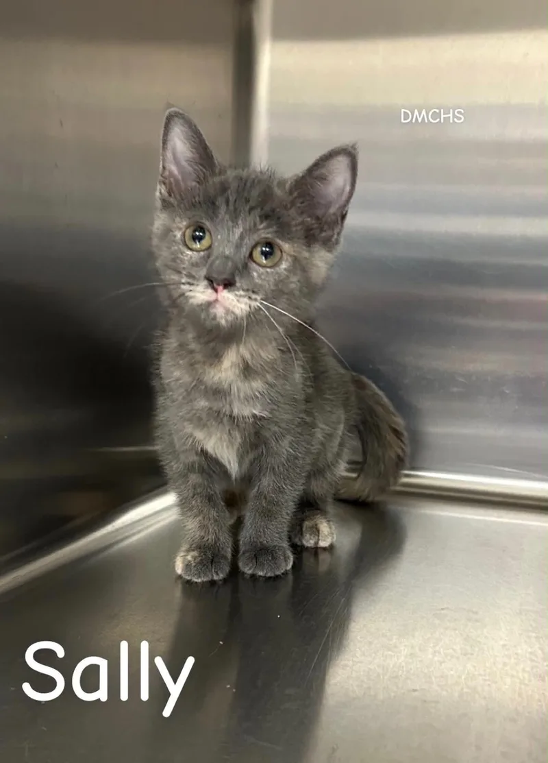 A baby small-sized female Dilute Tortoiseshell Domestic Short Hair cat named Sally for adoption in Burlington, IA