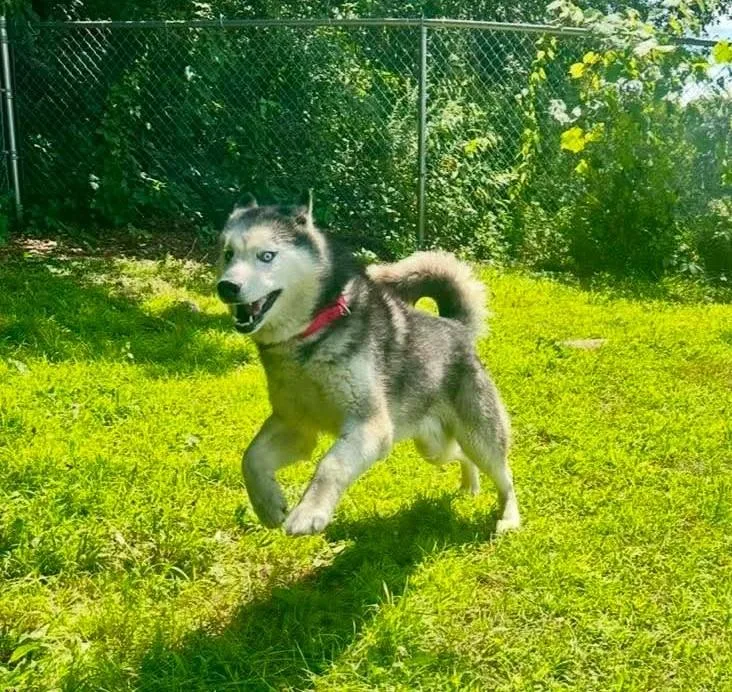A senior medium-sized male Husky dog named Ando for adoption in Springfield, VT
