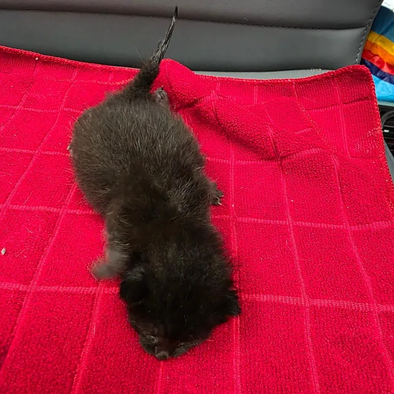 A baby small-sized female Black Domestic Short Hair cat named Sonnet for adoption in Jupiter, FL