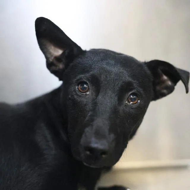 A young small-sized male Terrier dog named Kenny for adoption in San Antonio, TX