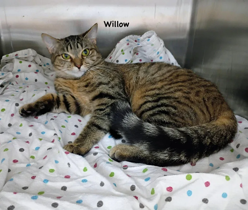 A young medium-sized female Domestic Short Hair cat named Willow for adoption in Morehead, KY