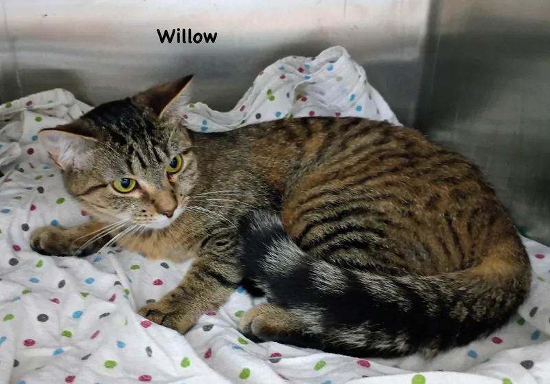 Willow thumbnail 2