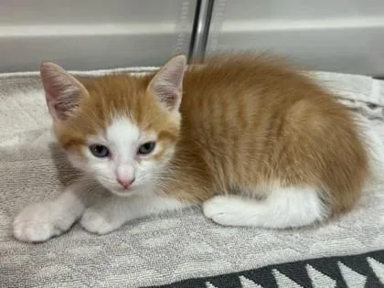A baby small-sized male Domestic Short Hair cat named Sky for adoption in Honolulu, HI