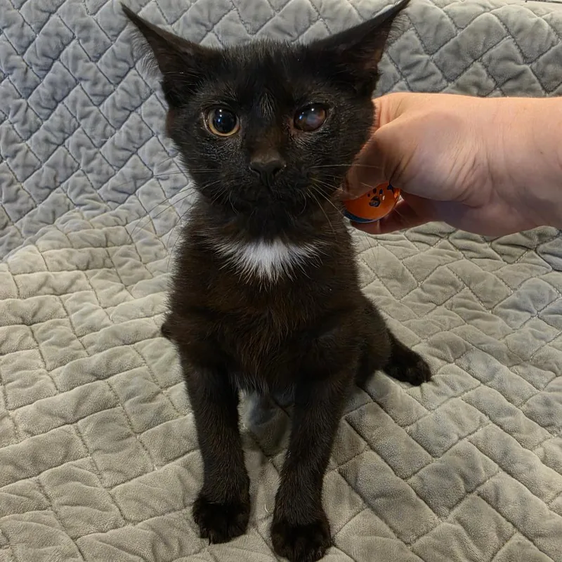 A baby small-sized female Black Domestic Short Hair cat named Gouda for adoption in Tipton, IN