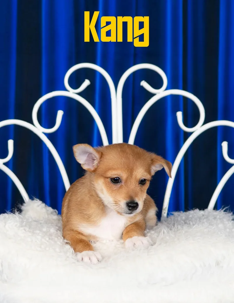 Kang thumbnail 2