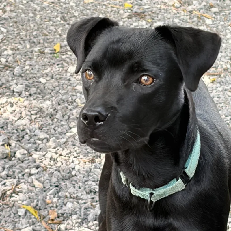 A young medium-sized male Black Labrador Retriever dog named Dexter D for adoption in Lebanon, TN