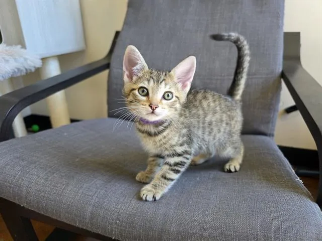 Butters