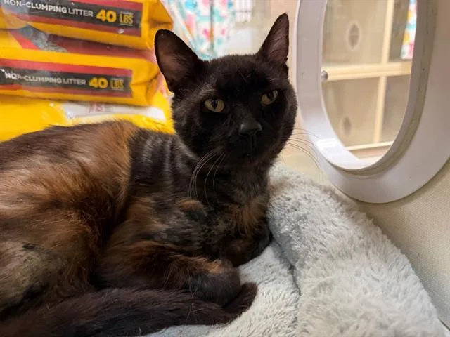 A young medium-sized male Domestic Medium Hair cat named Panko for adoption in Fairfield, CA