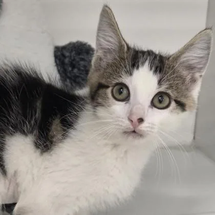 A baby small-sized female Domestic Short Hair cat named Krunch for adoption in Voorhees, NJ