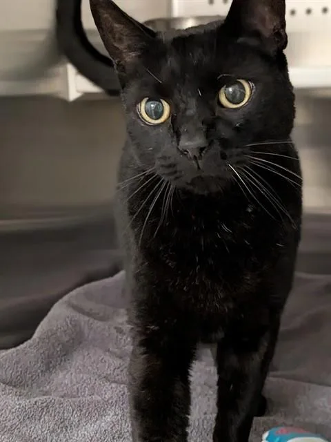 A senior medium-sized male Domestic Short Hair cat named Midnight for adoption in Saint Peters, MO