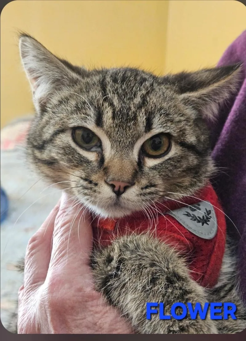 A young medium-sized male Domestic Short Hair cat named Flower for adoption in Buhl, ID