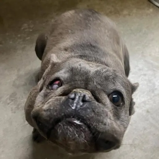 A baby small-sized female Gray / Blue / Silver Pit Bull Terrier dog named Frenchie for adoption in Los Banos, CA