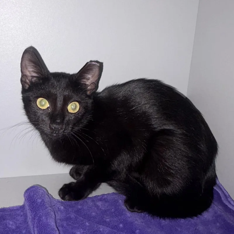 A baby small-sized female Domestic Short Hair cat named Rory for adoption in Sarasota, FL