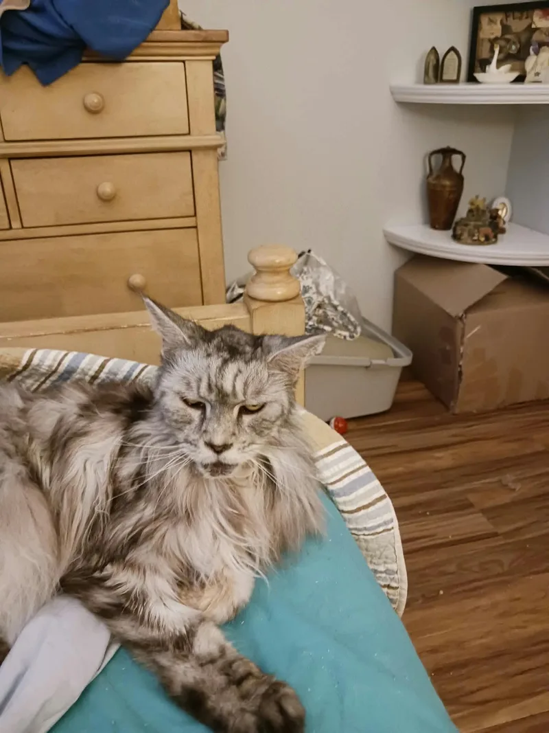 A senior large-sized female Maine Coon cat named Zsa Zsa & Eva for adoption in Laguna Niguel, CA