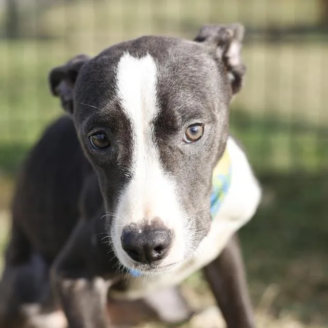 A young medium-sized male American Staffordshire Terrier dog named Socks for adoption in San Antonio, TX