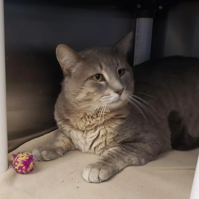 An adult large-sized male Gray / Blue / Silver Domestic Short Hair cat named Willy for adoption in Columbia Station, OH
