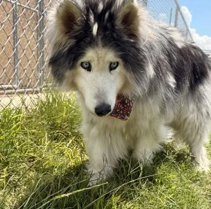 A senior large-sized male Husky dog named Blade for adoption in Balch Springs, TX