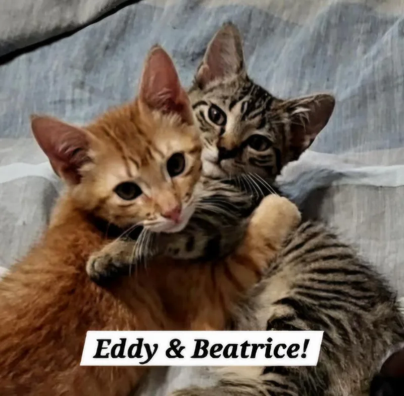 A baby small-sized female Domestic Short Hair cat named Beatrice for adoption in San Antonio, TX