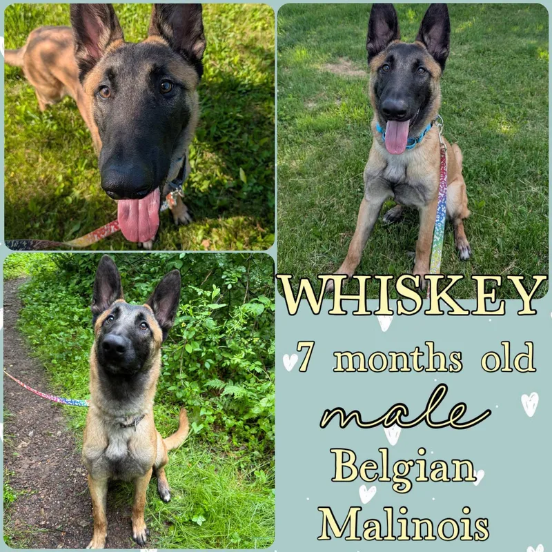 A young medium-sized male Belgian Shepherd / Malinois dog named Whiskey for adoption in Grantville, PA