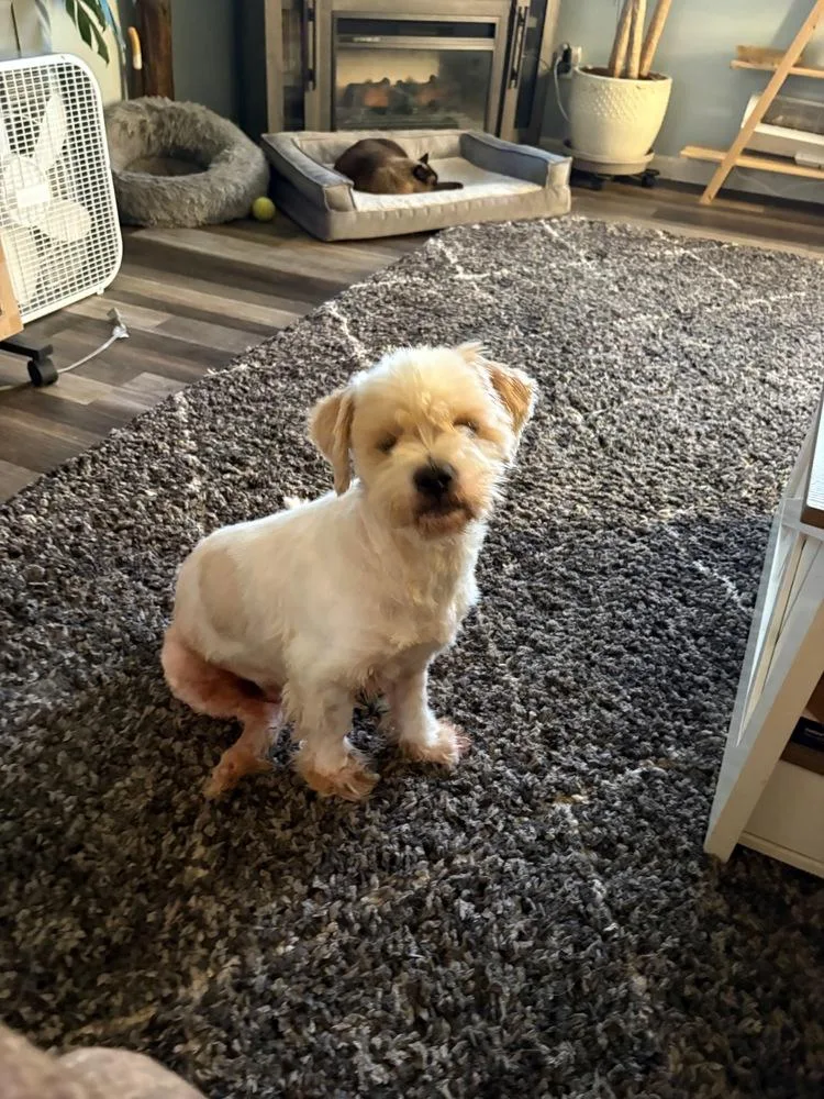 An adult small-sized male Terrier dog named Angel for adoption in Plymouth, MN