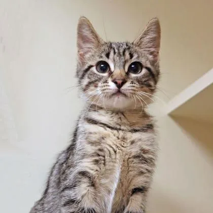 A young large-sized male Brown / Chocolate Domestic Short Hair cat named Toge for adoption in Chicago, IL