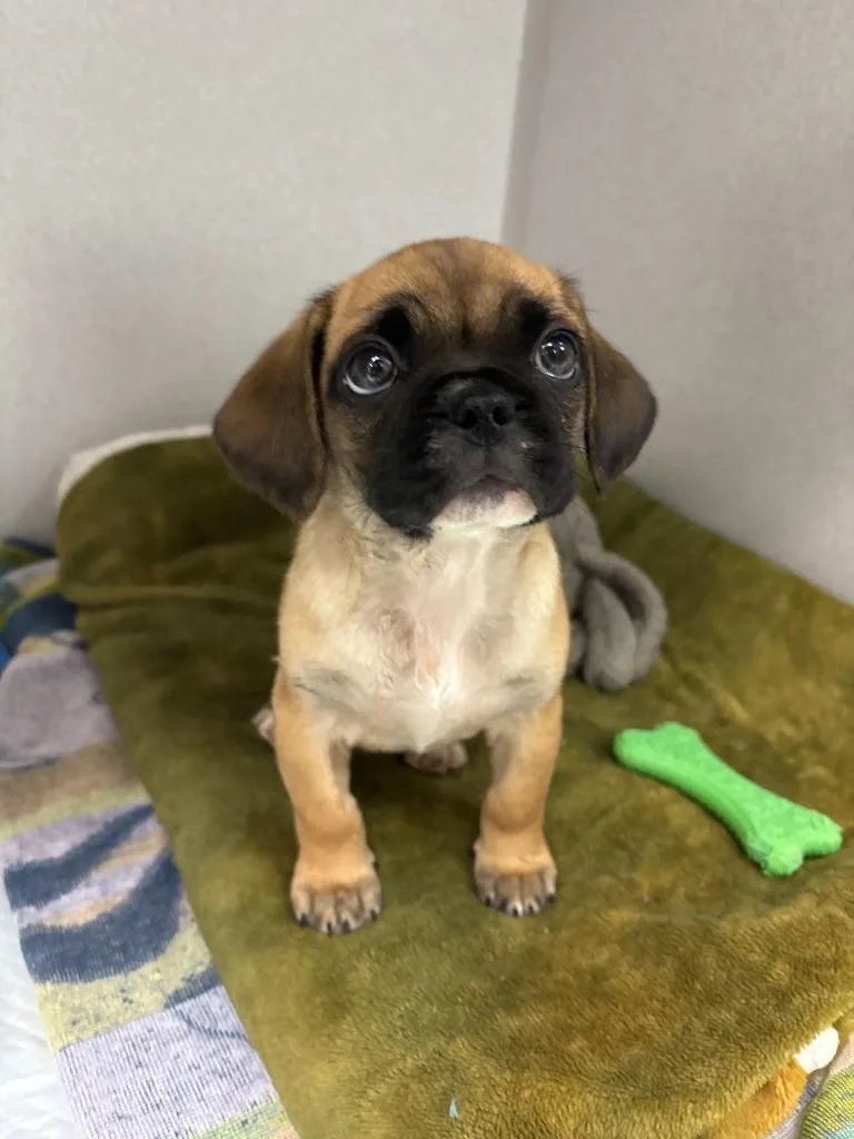 A baby small-sized female Pug dog named Pancake for adoption in Los Angeles, CA