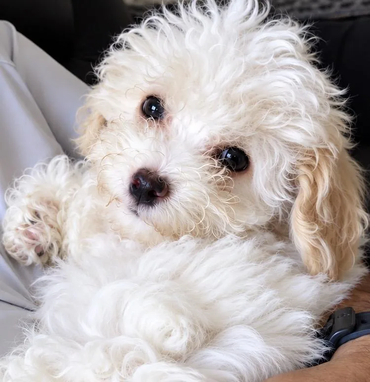 A baby small-sized male White / Cream Goldendoodle dog named Finnigan for adoption in Cerritos, CA