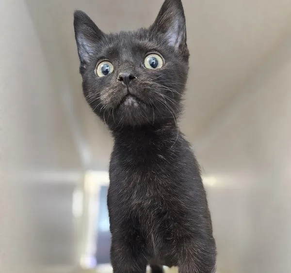 A baby medium-sized male Domestic Medium Hair cat named Raven for adoption in Oakland, CA