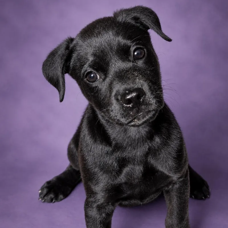 A baby medium-sized female Black Labrador Retriever dog named Wednesday for adoption in Phenix City, AL