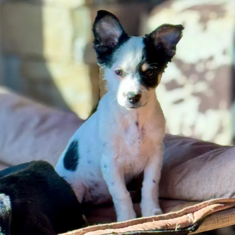 A baby small-sized female Rat Terrier dog named Puff Nugget for adoption in Huntsville, AL