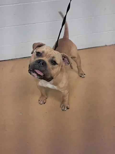 An adult medium-sized male American Bulldog dog named Teeter for adoption in Minneapolis, MN