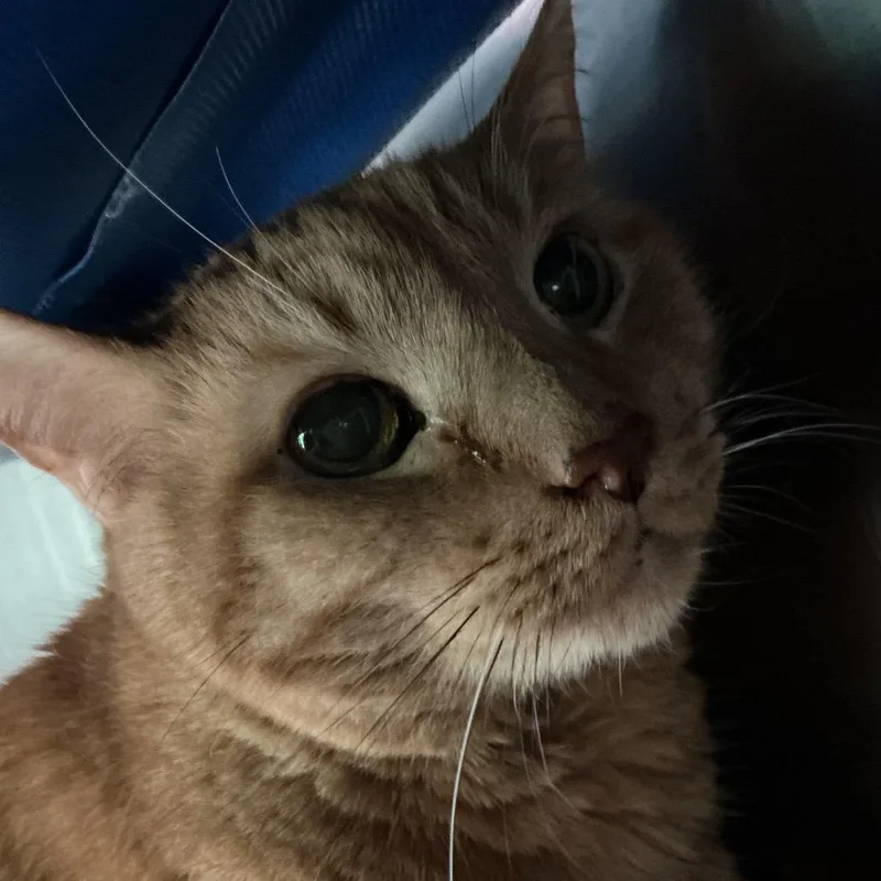 A senior large-sized male Domestic Short Hair cat named Fitzgerald for adoption in Cumming, GA