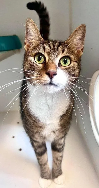 An adult medium-sized male Domestic Short Hair cat named Abbott for adoption in Gettysburg, PA