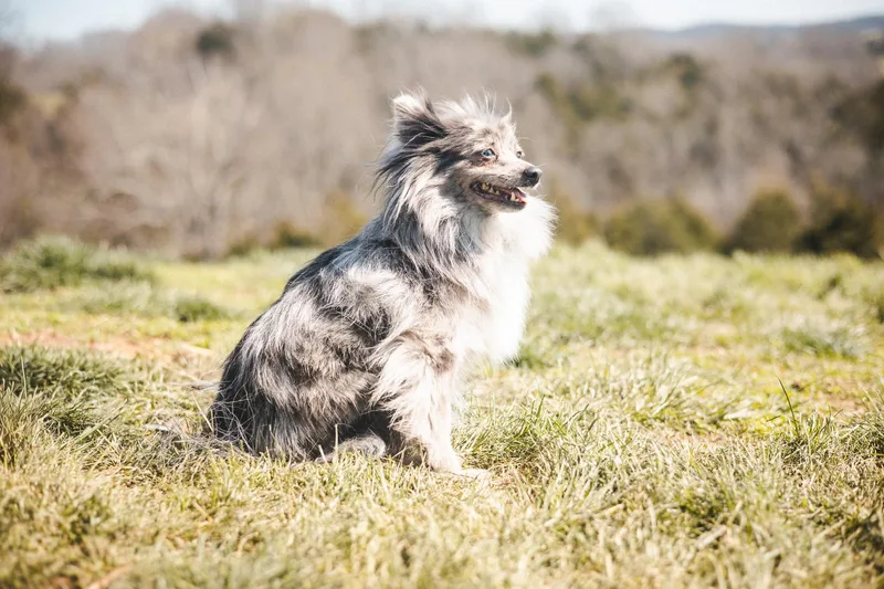 Lidietransport thumbnail 2